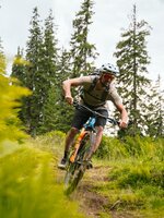 A mountain biker rides along a narrow forest trail in Dienten through green grass and tall conifer trees | © Hochkönig Bergbahnen