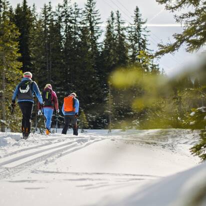 Vier Skitourengeher steigen durch verschneiten Wald bei Tageslicht und klarem Himmel auf