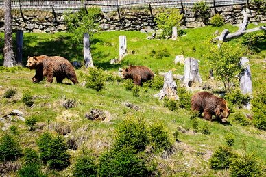 Drei Braunbären spazieren durch grasbewachsenes, bewaldetes Gehege mit Baumstümpfen und Steinen. | © Katharina Wassler