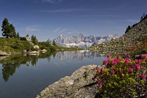 Spiegelsee on Reiteralm reflects the Dachstein peaks, with blooming alpine roses in the foreground on rocks and green meadow. | © photo-austria_Herbert Raffalt