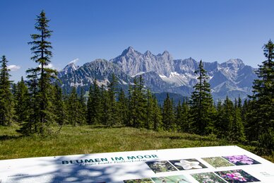 Information board Blumen im Moor in front of conifer forest and the Dachstein mountains near Papagenobahn in Filzmoos. | © filzmoos.ski
