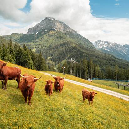 Fünf Highland-Rinder stehen auf blühender Almwiese mit Sessellift und Bergen im Hintergrund. | © Shuttleberg