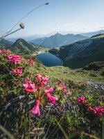 Blühende Alpenrosen im Vordergrund, dahinter Speichersee und Fernblick über grüne Berge im Wandergebiet Zauchensee. | © Zauchensee Liftgesellschaft