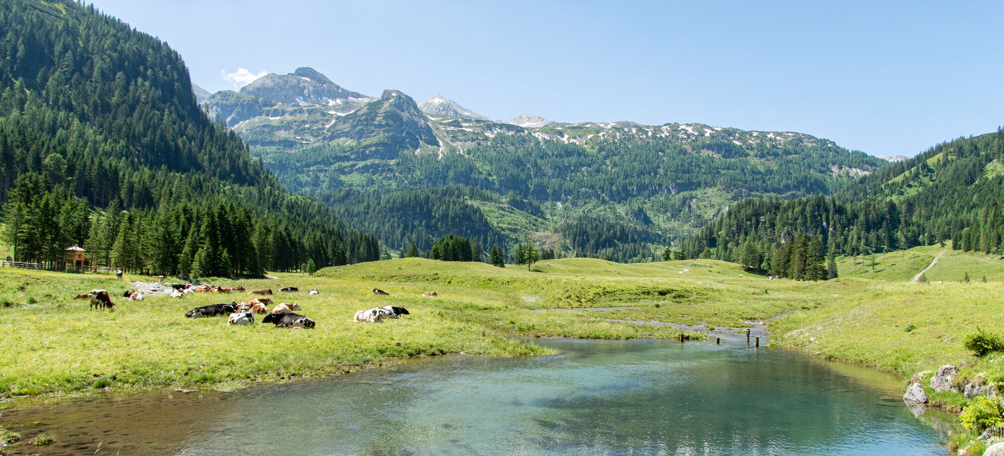 Cows rest on green alpine meadow near a clear pond, with forested slopes and mountain peaks under a bright summer sky. | © Per H. Nielsen