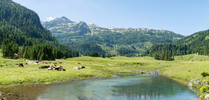 Cows rest on green alpine meadow near a clear pond, with forested slopes and mountain peaks under a bright summer sky. | © Per H. Nielsen