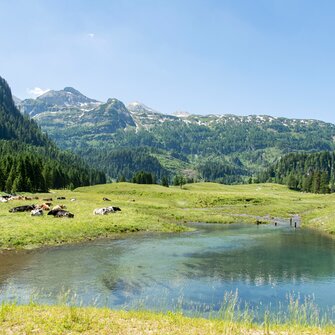 Kühe liegen auf grüner Almwiese neben einem klaren Teich, dahinter bewaldete Hänge und Berggipfel unter blauem Sommerhimmel. | © Per H. Nielsen