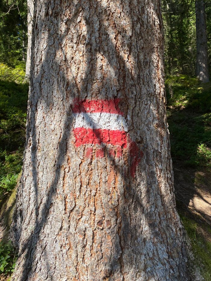 Red-white-red Hiking Trail Marker on Tree in Alpine Forest Red-white-red trail marking on tree bark in shady mountain forest – typical orientation sign in Austria’s alpine regions.