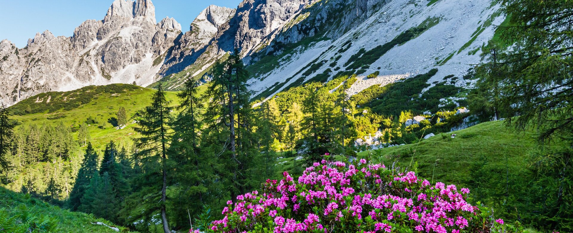 Almrosenfest | © Filzmoos Tourismus