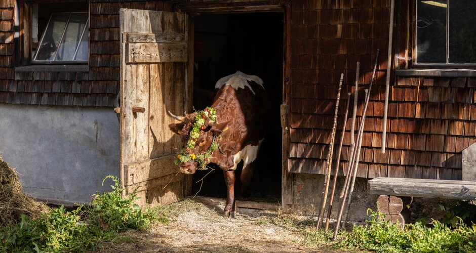 Eine mit Blumen geschmückte Kuh tritt aus einer alten Holzhütte und wird für den traditionellen Almabtrieb vorbereitet. | © ©bymichaelgroessinger_www.filzmoos.at