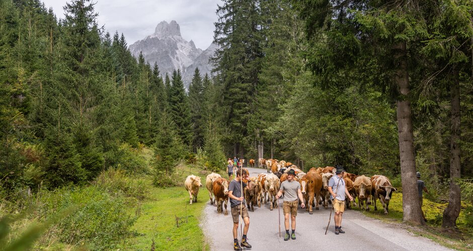 Mehrere Männer begleiten eine große Kuhherde beim traditionellen Almabtrieb auf einer Bergstraße im Wald unter der Bischofsmütze. | © ©bymichaelgroessinger_www.filzmoos.at
