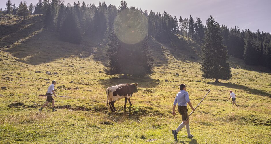 Vier Männer in traditioneller Tracht treiben bei Sonnenschein eine geschmückte Kuh über eine alpine Bergwiese. | © ©bymichaelgroessinger_www.filzmoos.at
