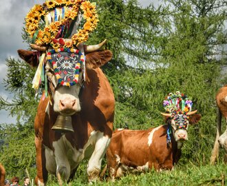Kühe mit Blumenkränzen, Glocken und bunt geschmücktem Kopfschmuck beim Almabtrieb vor Nadelbäumen am Dachstein | © Marlene Eggmayr