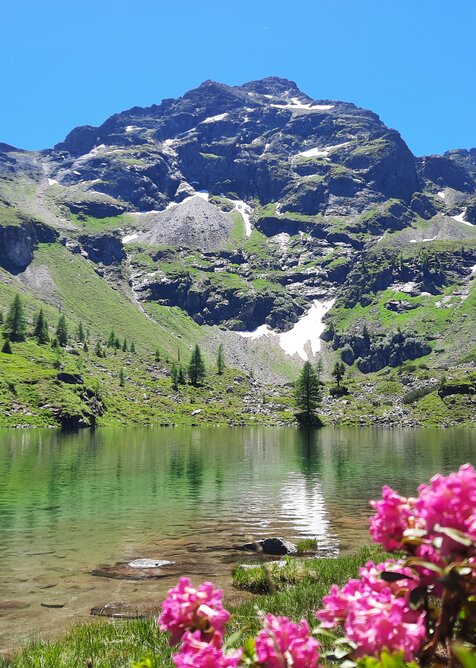 Blick auf den klaren Moaralmsee mit Spiegelung der Berge, grüner Landschaft und blühenden Alpenrosen im Vordergrund. | © Hauser Kaibling