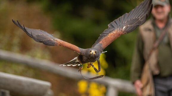 Greifvogel mit ausgebreiteten Flügeln im Flug, im Hintergrund steht der Falkner vor verschwommenem Wald. | © Tintimay Photography