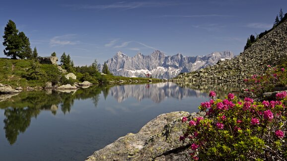 Der Spiegelsee auf der Reiteralm spiegelt das Dachsteinmassiv, im Vordergrund blühen Alpenrosen zwischen Felsen und Wiese. | © photo-austria_Herbert Raffalt