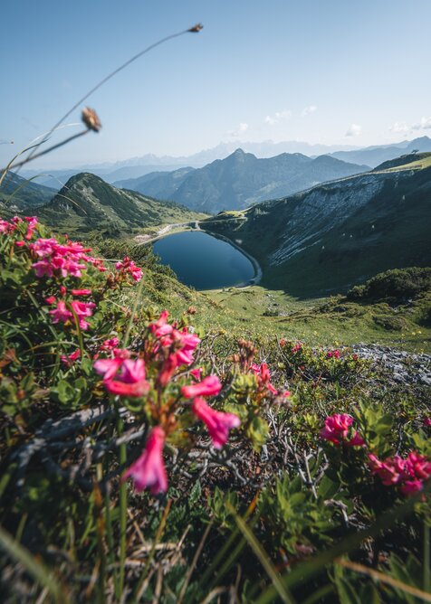 Blooming alpine roses in foreground with reservoir lake and wide mountain view over the hiking area in Zauchensee. | © Zauchensee Liftgesellschaft