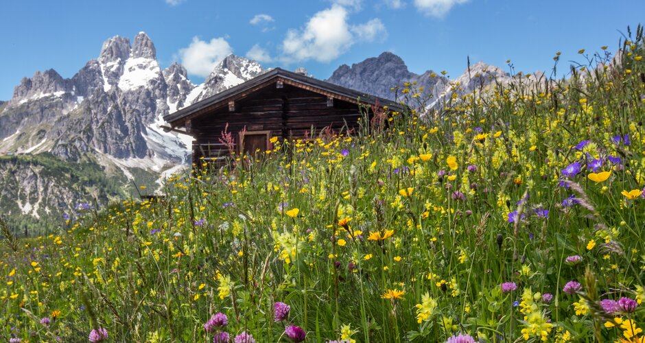 Frühlingshafte Almwiese mit bunten Blumen vor einer Holzhütte und der schneebedeckten Bischofsmütze im Hintergrund | © CoenWeesjes | Filzmoos Tourismus
