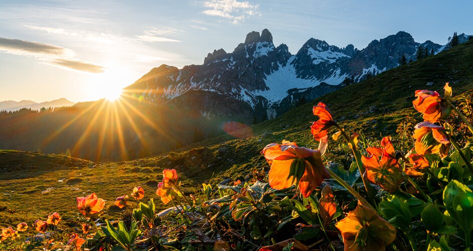 Orange Alpenblumen im Sonnenaufgang vor der schneebedeckten Bischofsmütze im Frühling in der Region Filzmoos im Salzburger Land | © CoenWeesjes