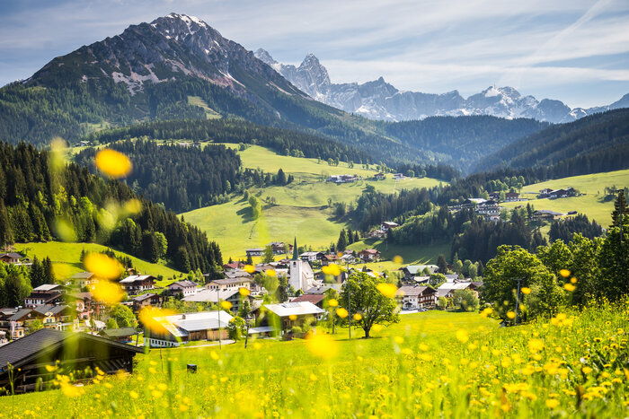 Blühende Sommerwiese mit Blick auf Filzmoos und die Berge | © Coen Weesjes Gelb blühende Wiese mit Blick auf das Bergdorf Filzmoos und die markante Dachstein-Bergkette im sonnigen Früh- oder Hochsommer | © Coen Weesjes