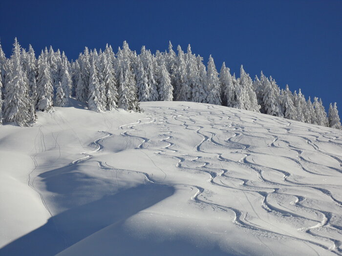 Perfekte Spuren im Tiefschnee | © Ski amadé Verschneiter Hang mit geschwungenen Skispuren vor winterlichen Tannen. | © Ski amadé