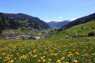 Frühlingsblick auf Großarl mit blühender Löwenzahnwiese im Vordergrund und schneebedeckten Bergen im Hintergrund.