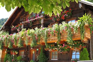Wooden house in Dienten with lush flower-decorated balcony and green tree leaves in the foreground