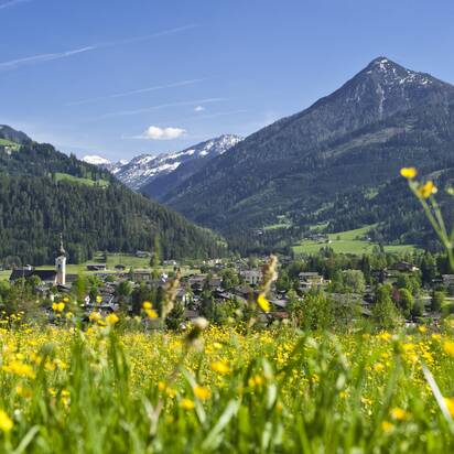 Gelb blühende Wiese mit Blick auf den Ort Altenmarkt, dahinter bewaldete Hänge, schneebedeckte Gipfel und blauer Himmel