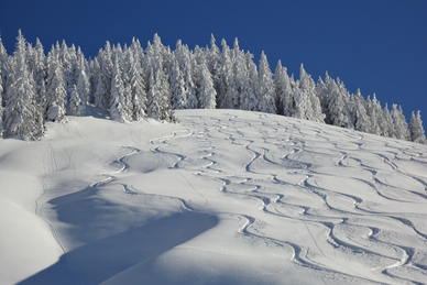 Snow-covered slope with curving ski tracks in front of wintery fir trees. | © Ski amadé